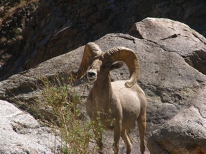 Bighorn Sheep © Melinda Dalton