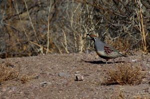 Gambel's Quail, photo © Twwphoto