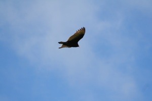 Turkey Vulture, photo © Sporbert9
