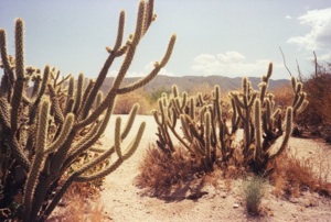 Cholla cluster, Joshua Tree National Monument, 1989, photo © Janice Samper