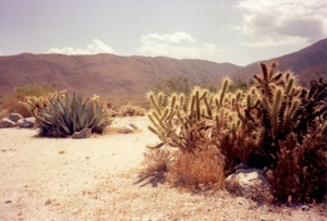 Cholla cacti, Joshua Tree National Monument, 1989, photo © Janice Samper