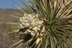 Joshua Tree Bloom, photo © megasquib