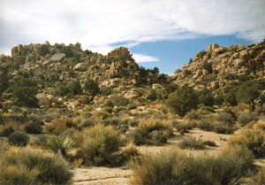 Plant Community, Joshua Tree National Monument, 1989, photo © Janice Samper