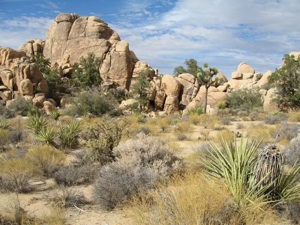Joshua Tree National Park © mejones